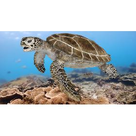 Green Sea Turtle RIgged 3D model
